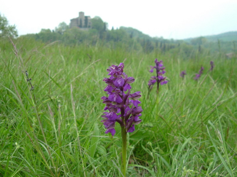 Orchis Morio